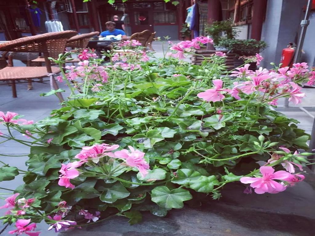 Three Legged Frog Hostel Пекин Екстериор снимка