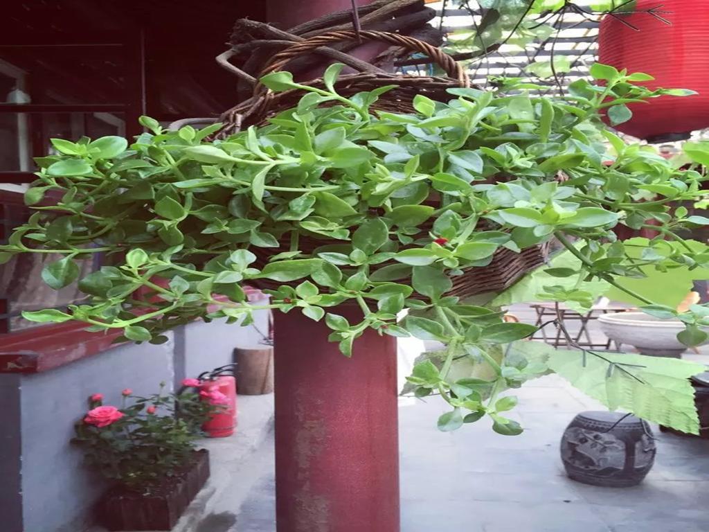 Three Legged Frog Hostel Пекин Екстериор снимка